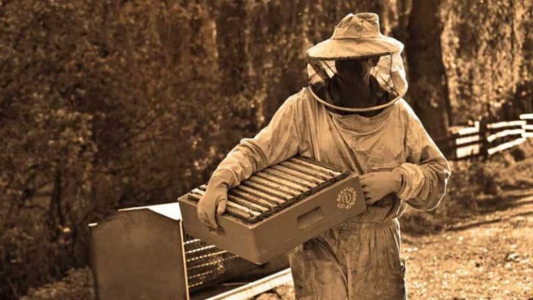 Best Bee Suit Reviews for Beekeepers – Budget Suits for 2022