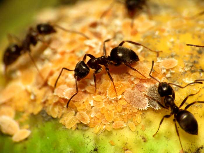 Black Garden Ants