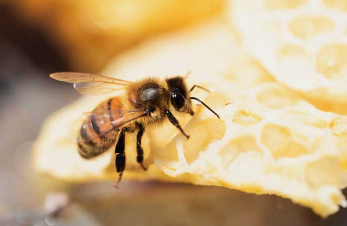 Buckfast Honeybee