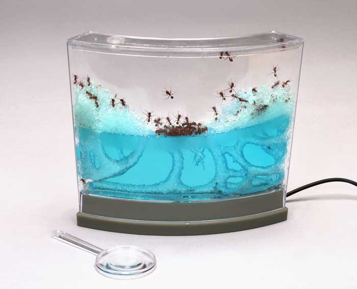 Building Your Own Ant Farm
