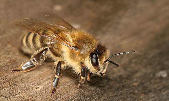 Carniolan Honeybee