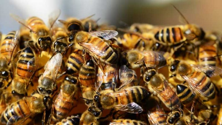 How And Why Do Bees Make Honey? Let’s Find Out