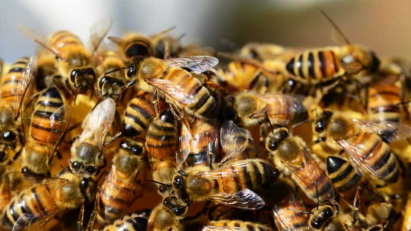 How And Why Do Bees Make Honey