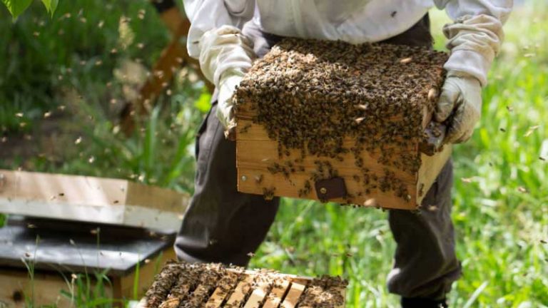How Much Money Could Be Made Selling Honey?