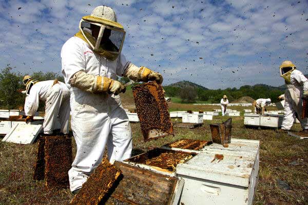How Much Money Could Be Made Selling Honey