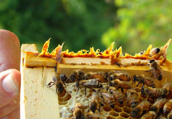 Is Bee Propolis the Much-Awaited-For Cure for Cancer
