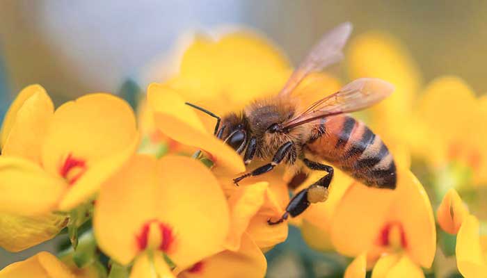 Italian Honeybee