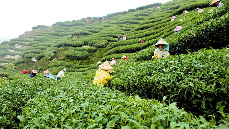 Top Tea Producing Countries Around the World