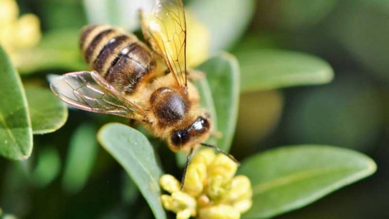Types Of Honey Bees: Everything You Need To Know About Them