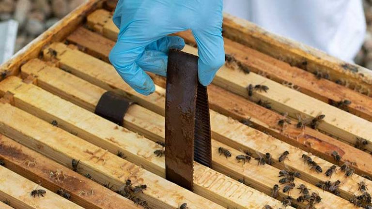 Varroa Mite Treatment: 10 Best Treatments for A Safe Hive